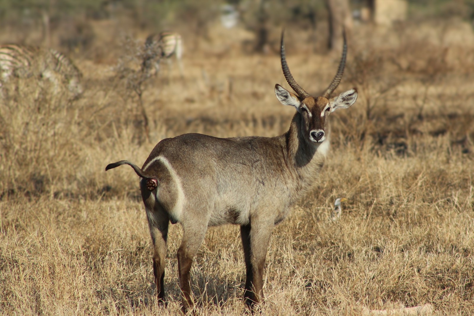 Ruvubu-National-Park