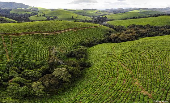 Teza-Tea-Plantation-Tour
