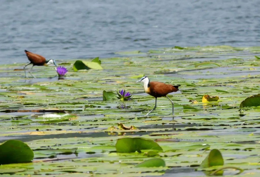 The-Secret-of-Lake-Rwihinda