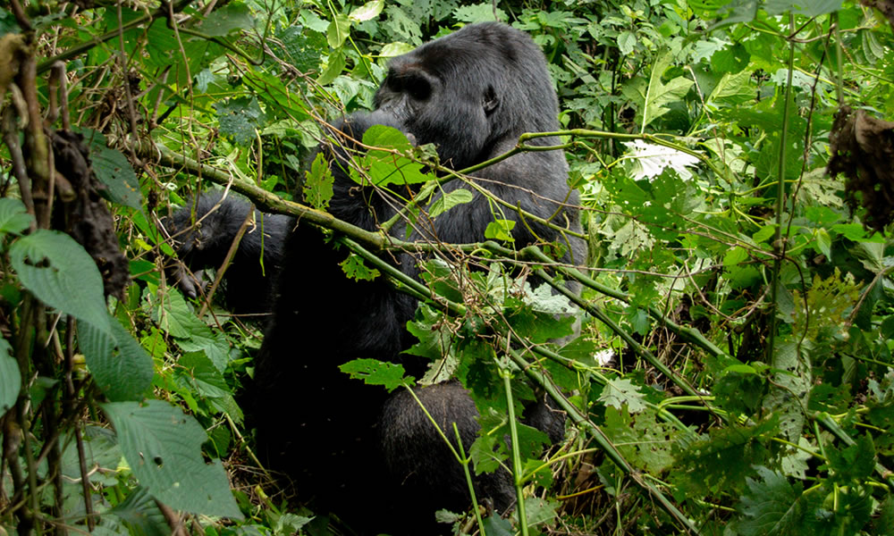 Vyanda-Forest-Reserve